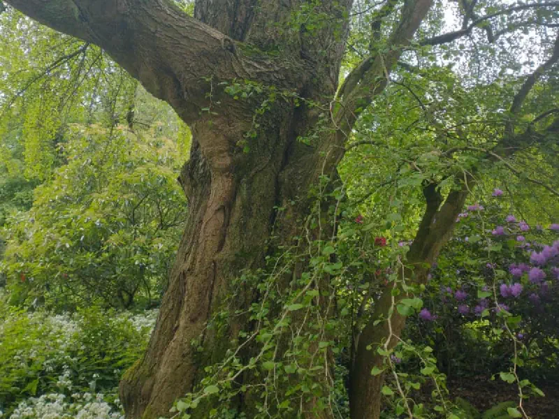 Aanplant & verplanting door Treeminded