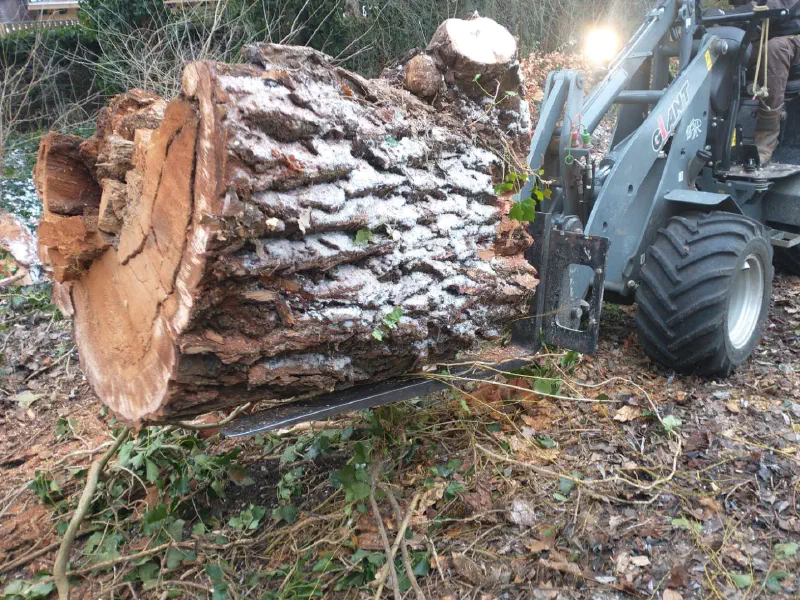 Bomen verwijderen door Treeminded
