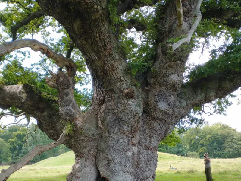 Excursies door Treeminded