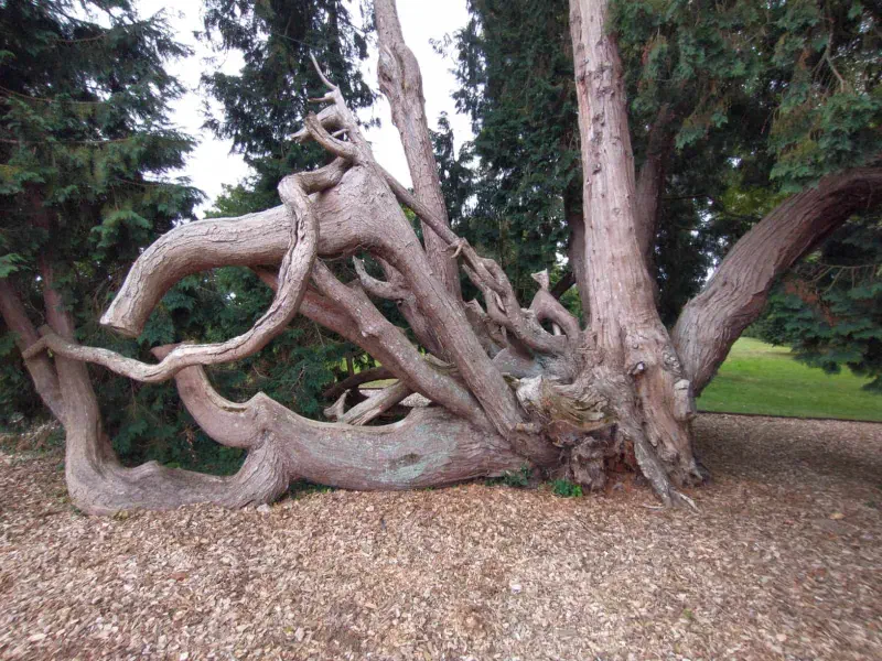 Natuurlijke begeleiding door Treeminded