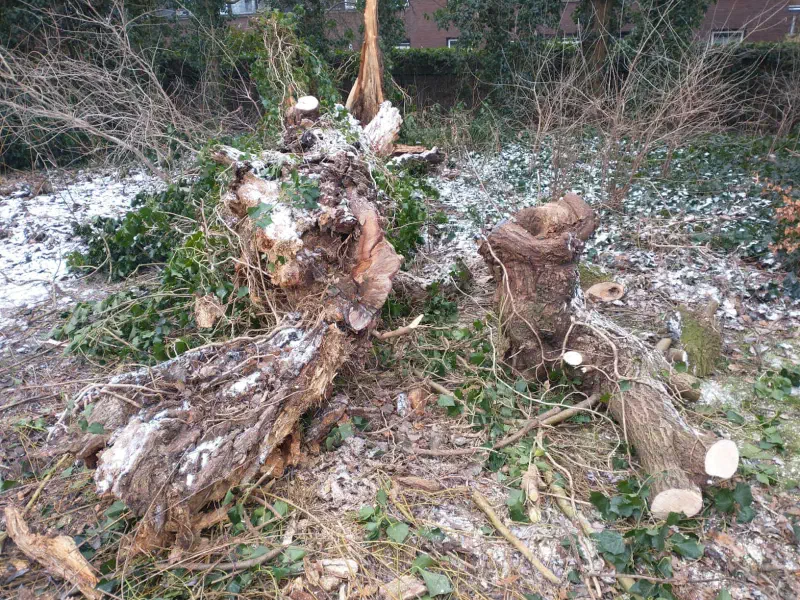 Rooien door Treeminded