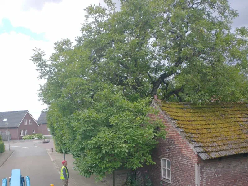 Snoeien door Treeminded