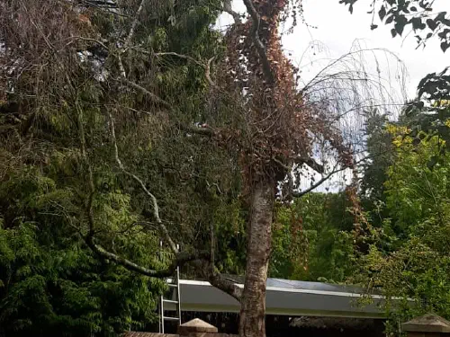 Boomverzorging door Treeminded, foto 1