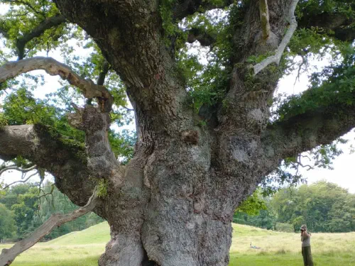 Boomverzorging door Treeminded, foto 5