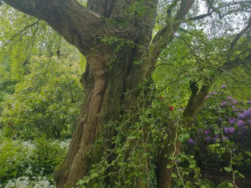 Boomverzorging door Treeminded, foto 11