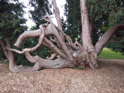 Boomverzorging door Treeminded, foto 14